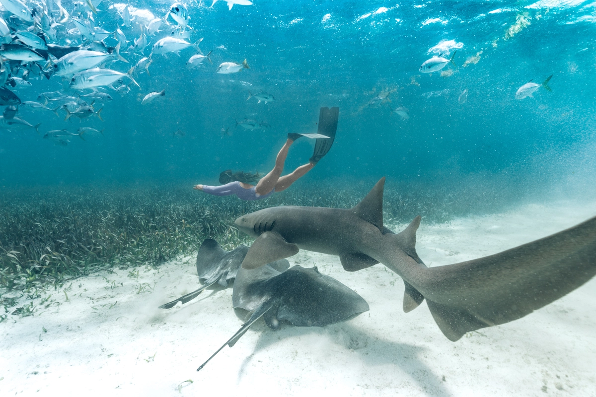 Snorkeling at Shark Ray Alley in Belize Snorkeling at Shark Ray Alley in Belize