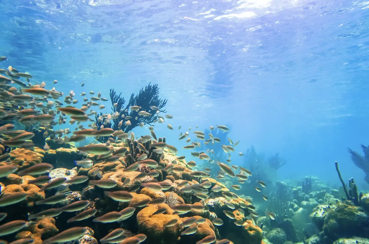 Underwater coral reef with a dense school of small fish swimming above orange and brown corals.