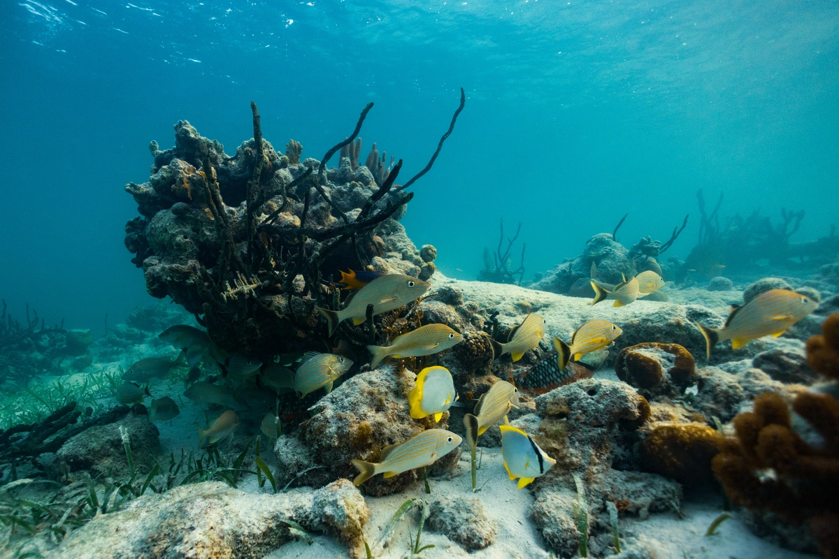 Marine life at Glovers Reef Atoll in Belize | MuyOno Resorts