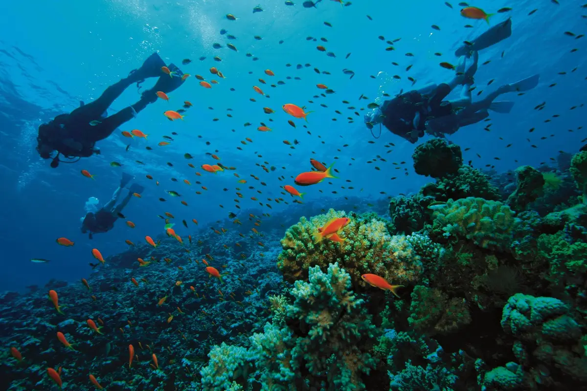 Scuba divers swim above a colorful coral reef filled with small orange fish.
