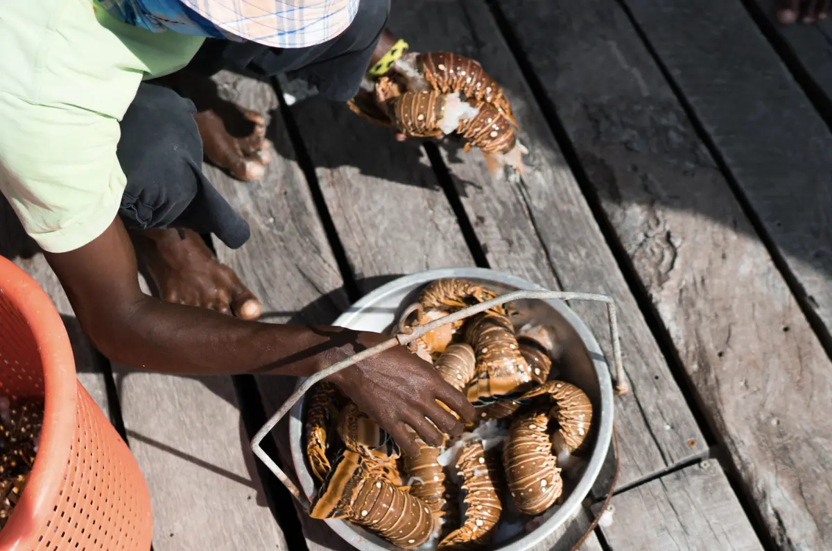 Local Fisherman Looking Through Lobster Catch - MuyOno Resorts