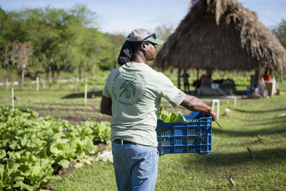 Copal Tree Farm in Belize - MuyOno Resorts 1