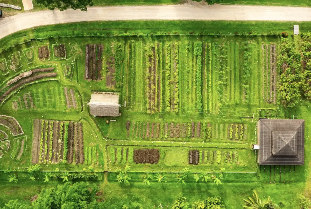 Copal Tree Farm in Belize - MuyOno Resorts