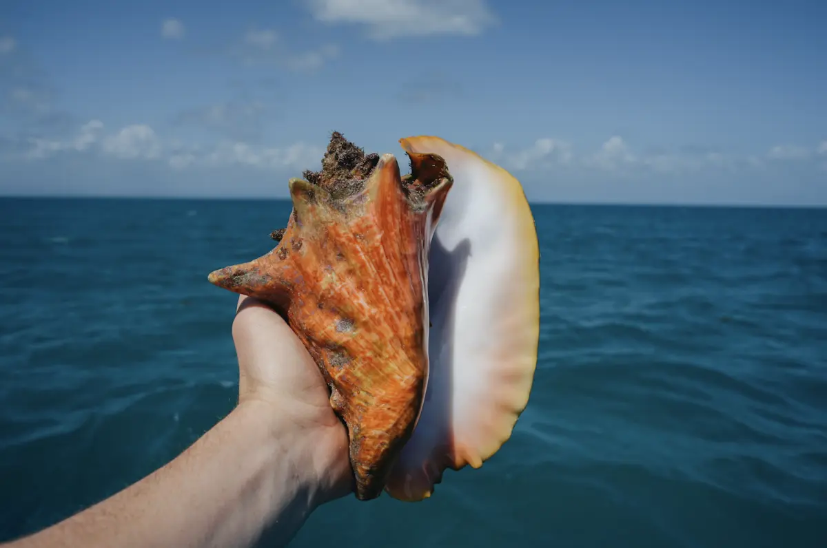 Conch Snorkeling Excursion in Belize - MuyOno Resorts